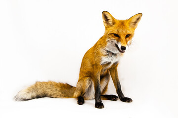 Red fox sits on a white background