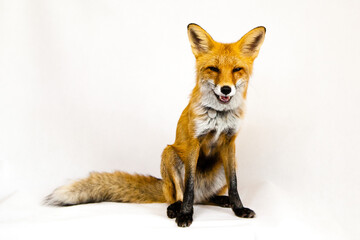 Obraz premium Lis rudy siedzi na białym tle