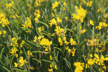 Obraz premium Cespugli di ginestra in fiore sulle colline modenesi