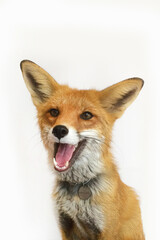 Red fox sits on a white background