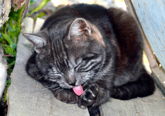 Portrait of black cat with gray stripes licking its paw