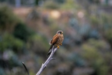 Cernícalo Macho en rama, Kestrel Perched 