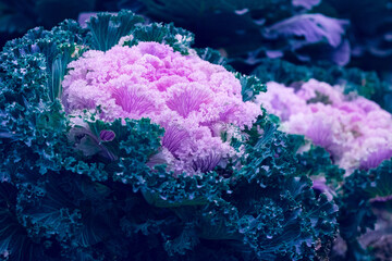 Ornamental cabbage bush with pink flowers of ornamental cauliflower. classic blue. 