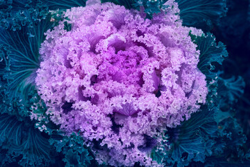 Pink flower of decorative cauliflower.  classic blue. Top view. close up