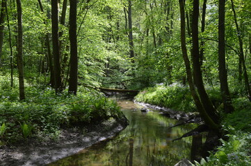 forest, trees, nature, green, river, water, landscape, tree, stream, wood, waterfall, summer, woods, spring, environment, outdoors, moss, path, leaves, creek, wild, woodland, pine, rainforest, foliage