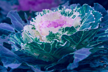 Pink decorative cabbage flower framed by green leaves. classic blue. Side view