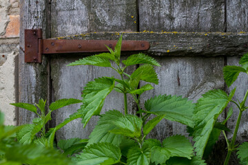 Big green nettle on a background of a wooden old door