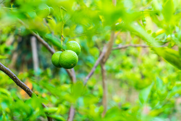 Fresh limes on tree background