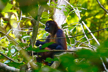 A Geoffroy's Spider Monkey sitting on a branch and feeding, taken in Tortuguero, Costa Rica.