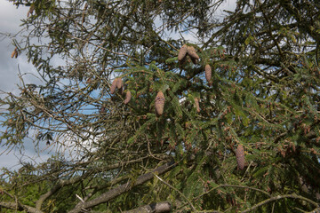 Green Foliage and Brown Cones of an Evergreen Coniferous Lijiang Spruce Tree (Picea likiangensis) Growing in a Garden in Rural Cheshire, England, UK