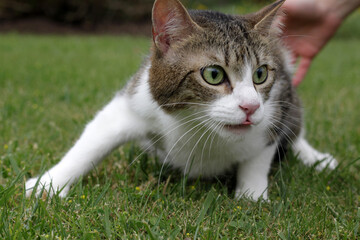 Scared cat