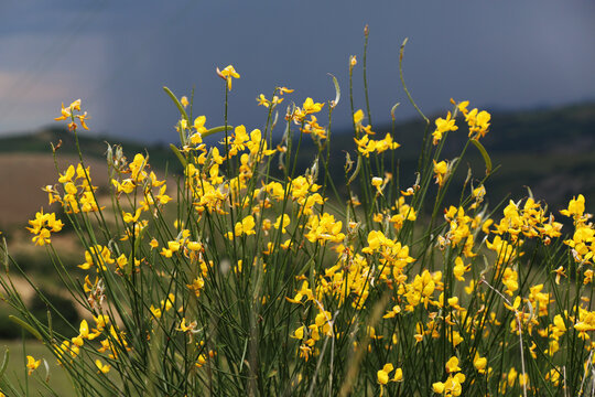 Cespugli di ginestra in fiore sulle colline modenesi