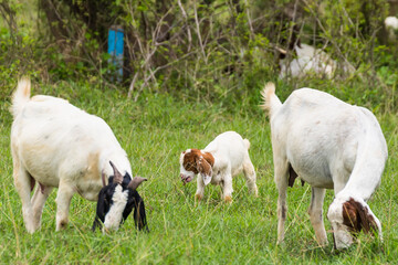 Obraz na płótnie Canvas Goats in the pasture of organic farm in thailand.