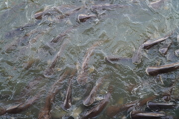 fish in the river is eating