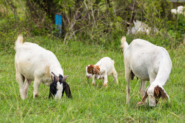 Goats in the pasture of organic farm in thailand.