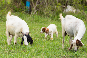Obraz premium Goats in the pasture of organic farm in thailand.