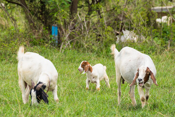 Goats in the pasture of organic farm in thailand.