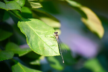 dragonfly on leaf