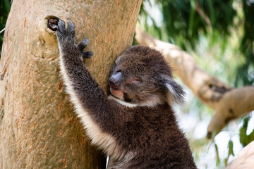 Yanchep national park, Australia; February 2020 : Portrait of a koala at daytime, hugging the trunk of an eucalyptus tree. West coast, Western Australia WA, Australia