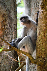 monkey in nature