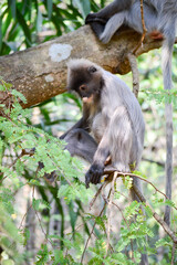 Fototapeta premium Phayre's langur (Trachypithecus phayrei) at Wat Tham Pha Poo, Chiang Khan, Thailand