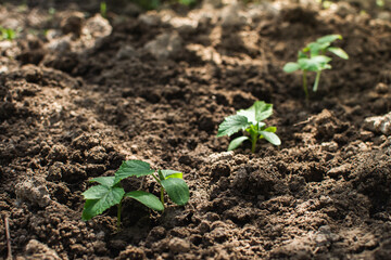 Seedlings. Close-up young plant growing in the soil. Young plant in the morning light on nature background.