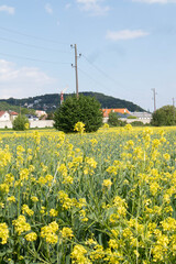 bush in the middle of meadow