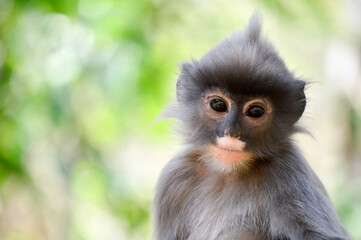 Phayre's langur (Trachypithecus phayrei) at Wat Tham Pha Poo, Chiang Khan, loei, Thailand
