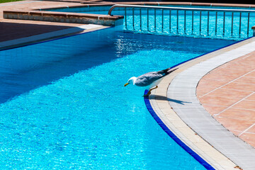 Fototapeta na wymiar single seagull having fun by the blue pool