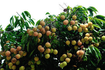 Lychee fruits in growth on tree in summer