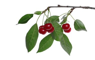 Ripe tart, sour cherries on twig, branch with leaves isolated on white background, clipping path