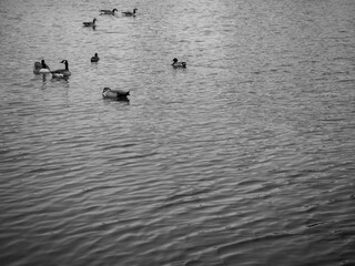 Ducks Swimming