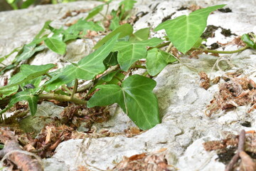 Ivy green on the rock