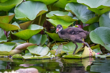 A little moorhen chick walks on the leaves of water lilies.