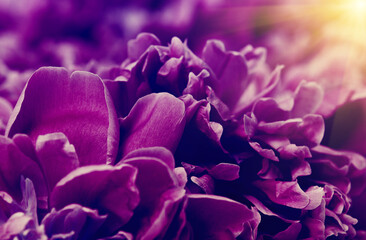 Flower and beautiful petals.