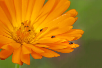 Orange flower with beetles