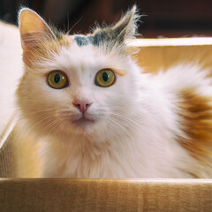 Obraz premium A white and red cat is sitting in a cardboard box