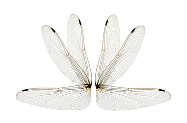 Wings isolated on white