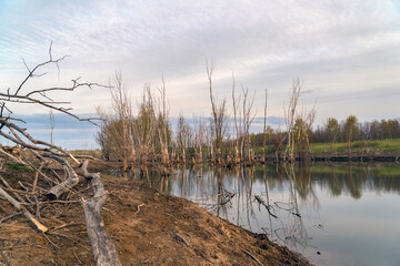 Dead dry tree trunks on an old pond or wetland