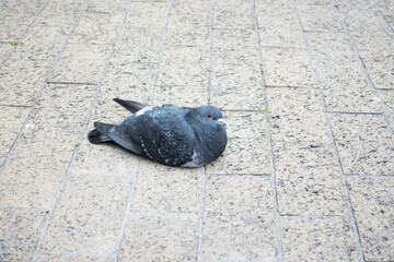 ハト Pigeon Dove