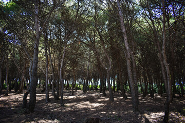 Path in the pine forest seen in the morning light