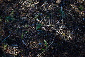 background of pine and tree branches fallen to the ground during spring, space for text