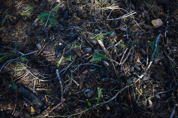 background of pine and tree branches fallen to the ground during spring, space for text