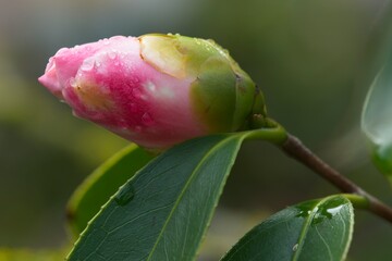 Close up of pink and white Camelia flower and buds