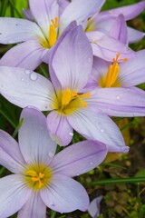 Detail of crocus flowers with yellow pistils and purple petals.