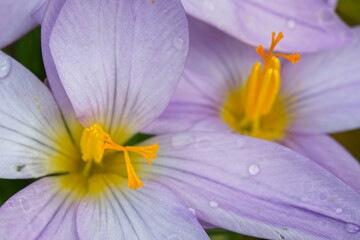 Detail of crocus flowers with yellow pistils and purple petals.