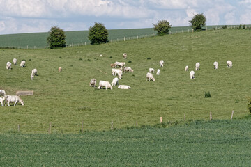 Obraz premium Troupeau de bovins charolais broute dans la prairie - Pas-de-Calais - France