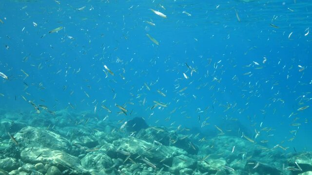 group of silverside small fish swim underwater mediterranean sea ocean scenery