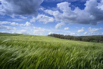 Springtime.Between Apulia and Basilicata: hilly landscape with green cornfields.ITALY. Ears of corn in the wind.Spring countryside with immature cultivations and olive trees.