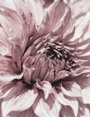 Stylized Dahlia Flower Closeup